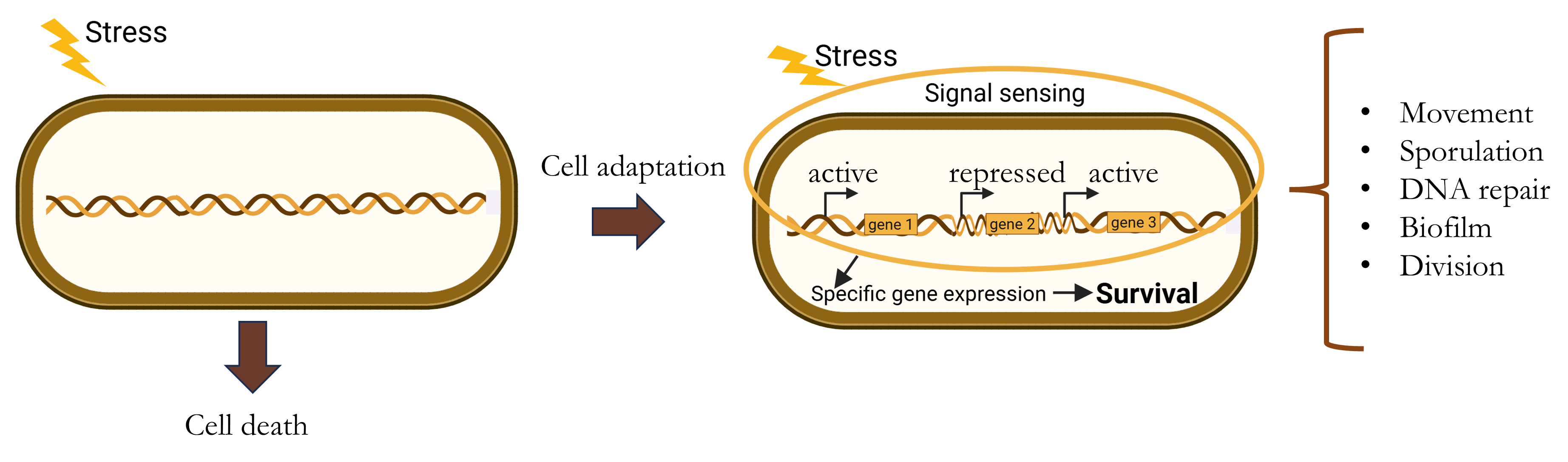 Bacterial stress sensing, gene regulatory responses and cellular adaptation